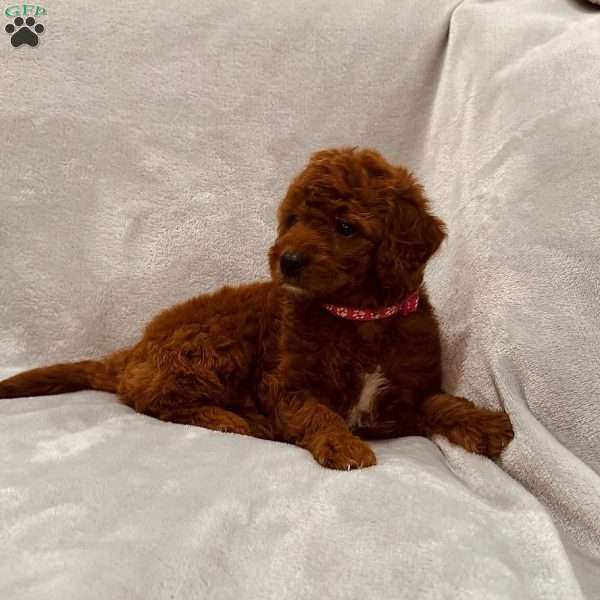 Shelly, Mini Goldendoodle Puppy